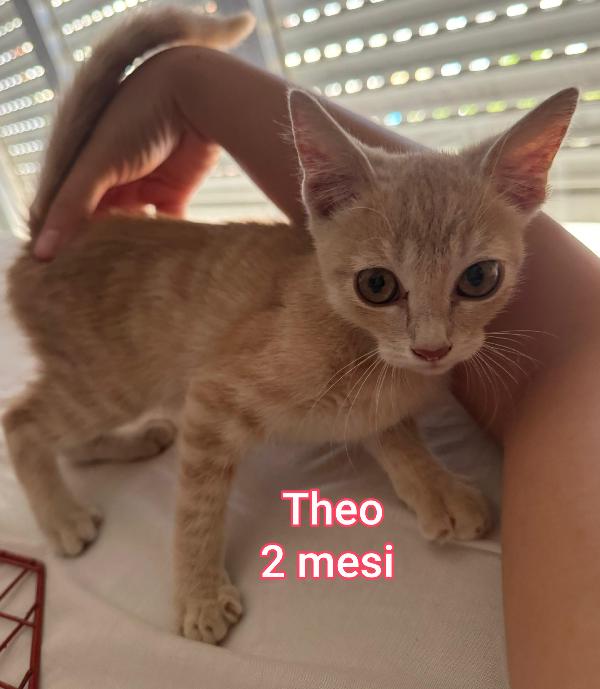 Micini bisognosi in adozione  Foto 2