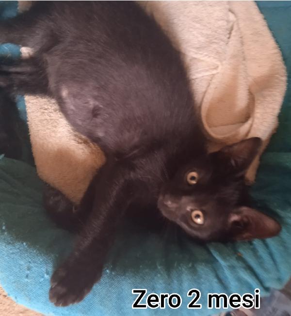 Micini bisognosi in adozione  Foto 10