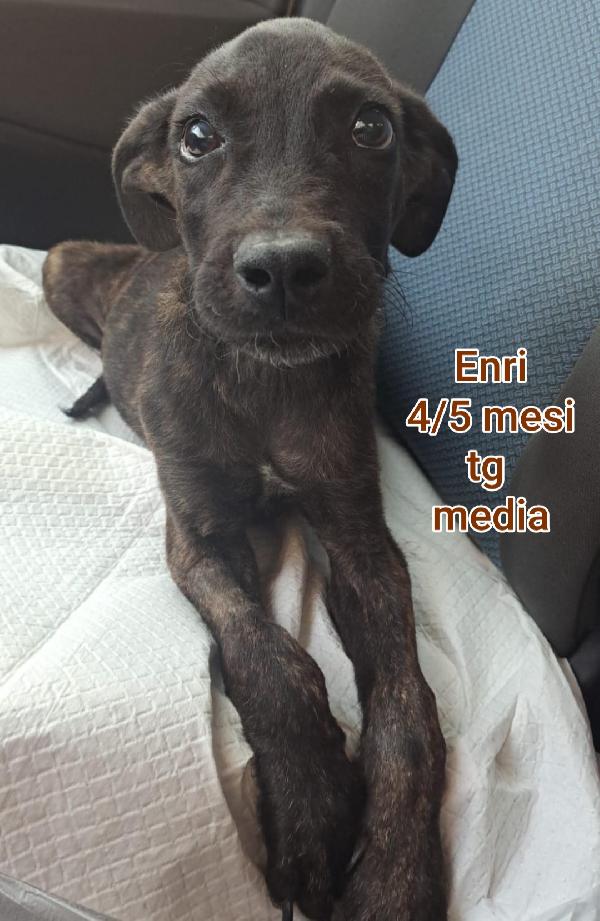 Adotta un cucciolo senza casa  Foto 6