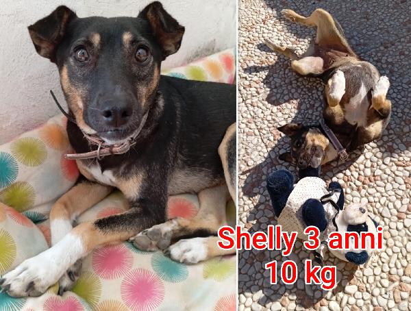 Tanti Piccoli Cagnolini In Rifugio 