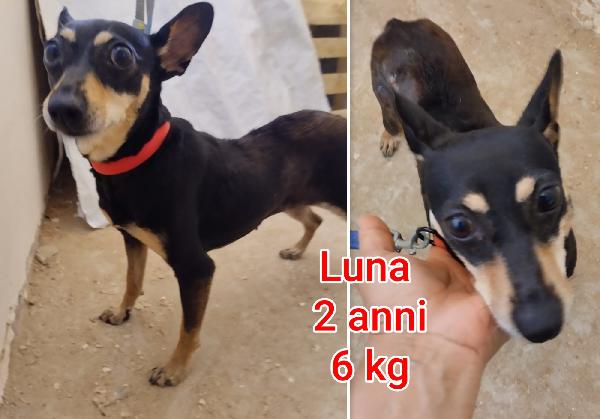 Tanti piccoli cagnolini in rifugio  Foto 2