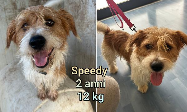 Tanti piccoli cagnolini in rifugio  Foto 3