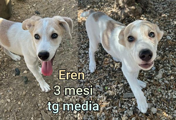 Siamo sommerse dai cuccioli  Foto 3