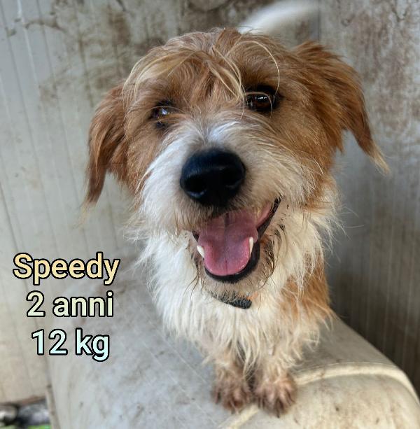 Cagnolini Dai 6Kg Ai 15Kg