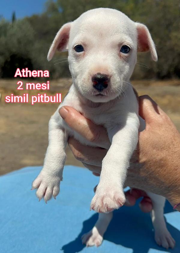 Teneri Cuccioli Di 2 E 3 Mesi