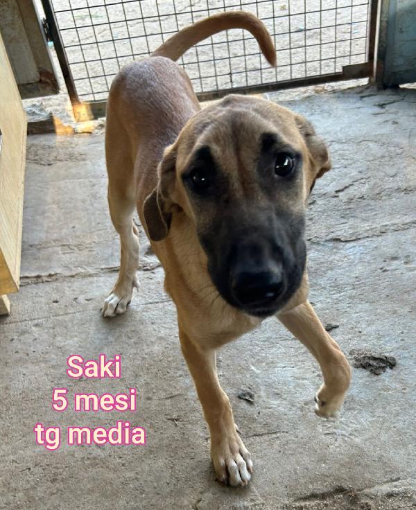 Teneri cuccioli di 2 e 3 mesi Foto 8