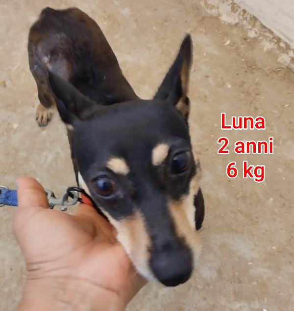 CANI PICCOLI E MEDIOPICCOLI  Foto 7