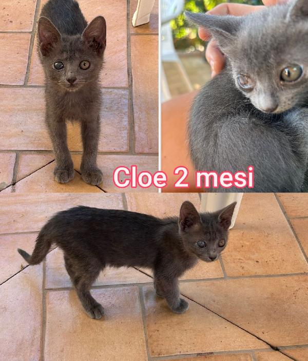 ADORABILI GATTINI DA ADOTTARE  Foto 2