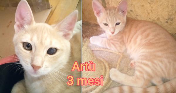 ADORABILI GATTINI DA ADOTTARE  Foto 3
