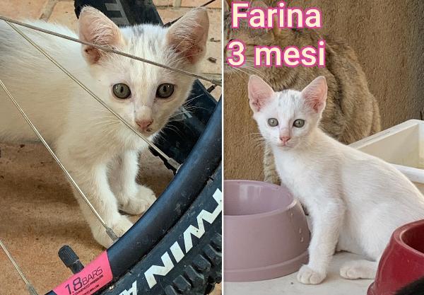 ADORABILI GATTINI DA ADOTTARE  Foto 4