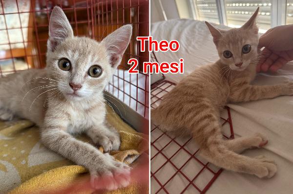 ADORABILI GATTINI DA ADOTTARE  Foto 5