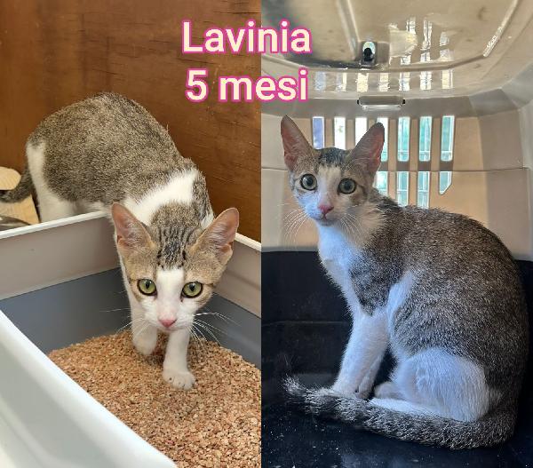 ADORABILI GATTINI DA ADOTTARE  Foto 10