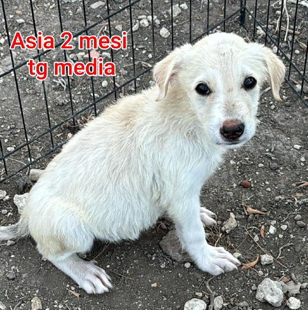 MERAVIGLIOSI CUCCIOLINI  Foto 2
