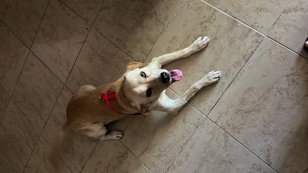 Lello Mini Labrador 