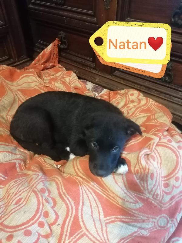 Natan Splendido Giovanotto Cerca Adozione  Foto 2