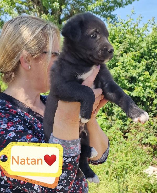Natan Splendido Giovanotto Cerca Adozione  Foto 3