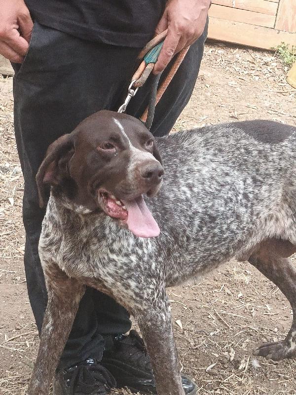 Igor Splendido Bracco Tedesco Cerca Famiglia 