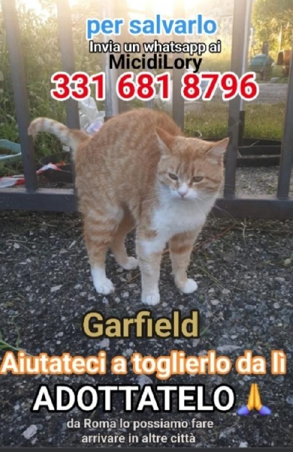 Micione Red Tabby Da Salvare Roma