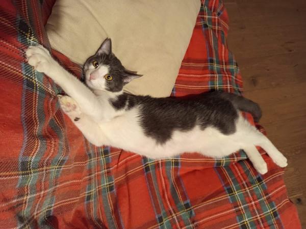 Alvaro Il Gatto Cozza In Lombardia Cerca Famiglia 