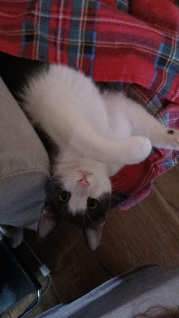 Alvaro Il Gatto Cozza In Lombardia Cerca Famiglia  Foto 2