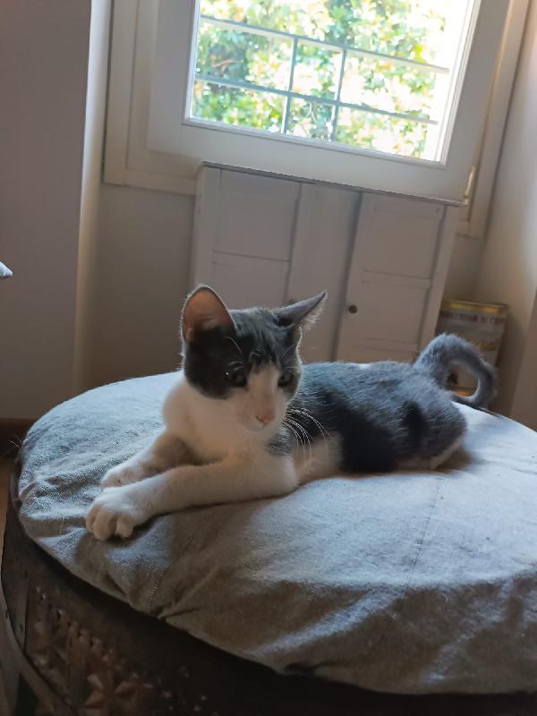 Alvaro Il Gatto Cozza In Lombardia Cerca Famiglia  Foto 4