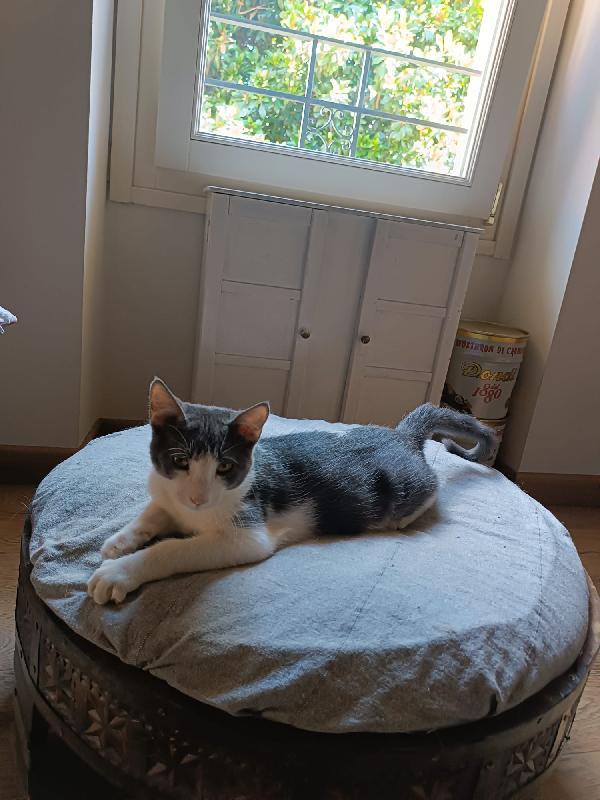 Alvaro Il Gatto Cozza In Lombardia Cerca Famiglia  Foto 5