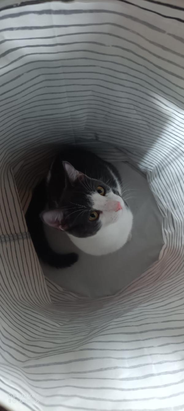 Alvaro Il Gatto Cozza In Lombardia Cerca Famiglia  Foto 6