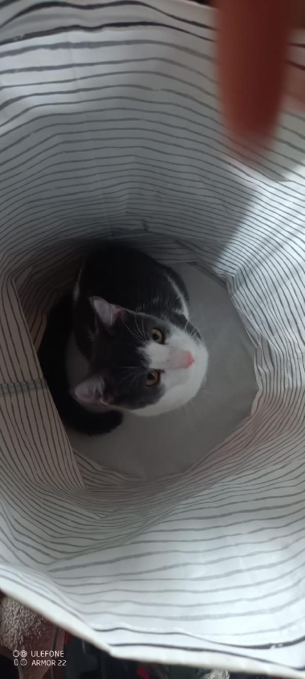Alvaro Il Gatto Cozza In Lombardia Cerca Famiglia  Foto 7