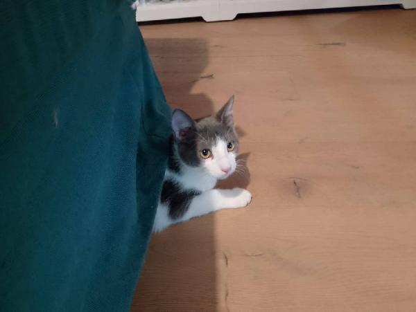 Alvaro Il Gatto Cozza In Lombardia Cerca Famiglia  Foto 8