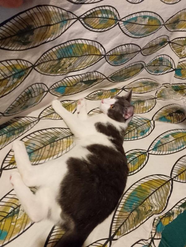 Alvaro Il Gatto Cozza In Lombardia Cerca Famiglia  Foto 10