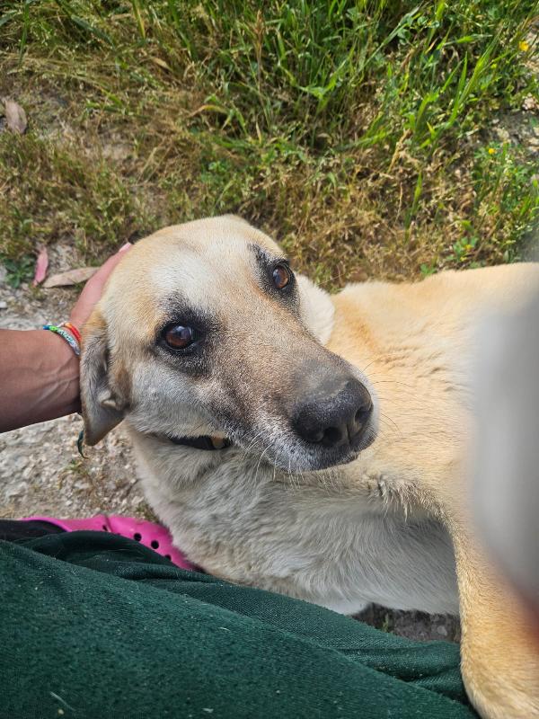 Splendida Giovanotta Simil Pastore Belga Malinois Cerca Famiglia 