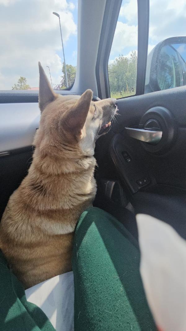 Splendida Giovanotta Simil Pastore Belga Malinois Cerca Famiglia  Foto 2