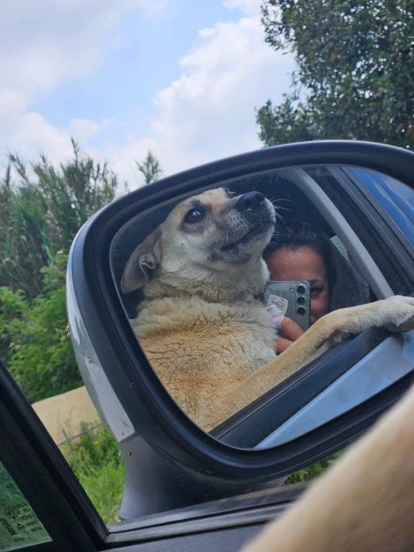 Splendida Giovanotta Simil Pastore Belga Malinois Cerca Famiglia  Foto 3