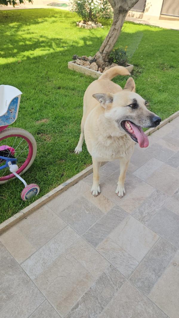 Splendida Giovanotta Simil Pastore Belga Malinois Cerca Famiglia  Foto 4