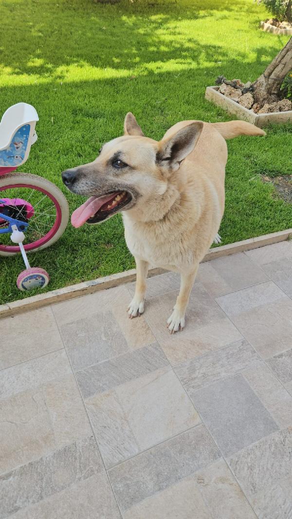 Splendida Giovanotta Simil Pastore Belga Malinois Cerca Famiglia  Foto 5