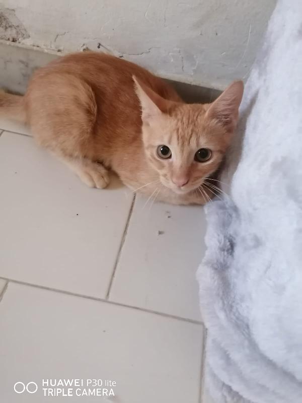 SONO ROSSO, MORBIDO E FACCIO FUSA A TEMPO PIENO. Foto 2