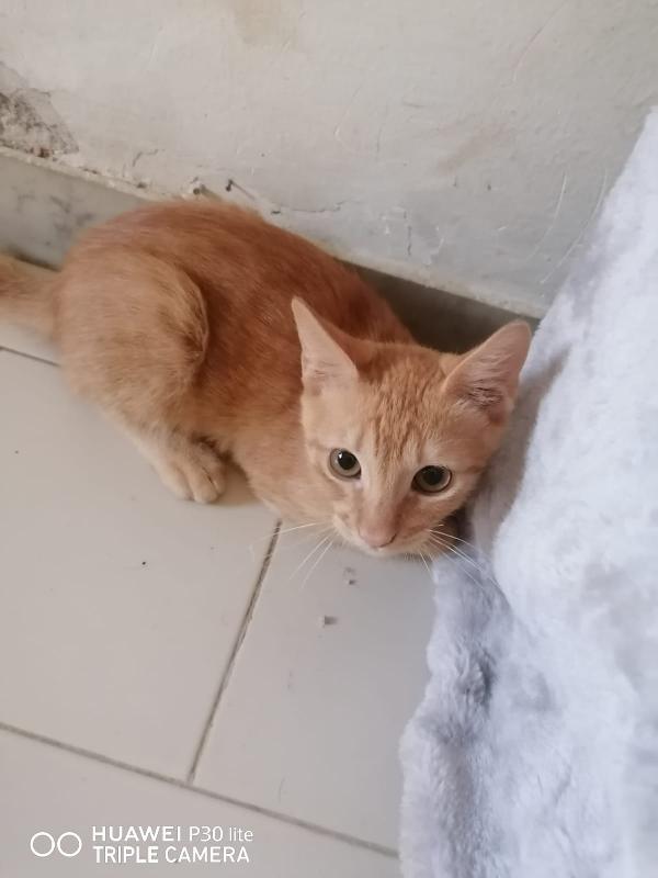 SONO ROSSO, MORBIDO E FACCIO FUSA A TEMPO PIENO. Foto 3