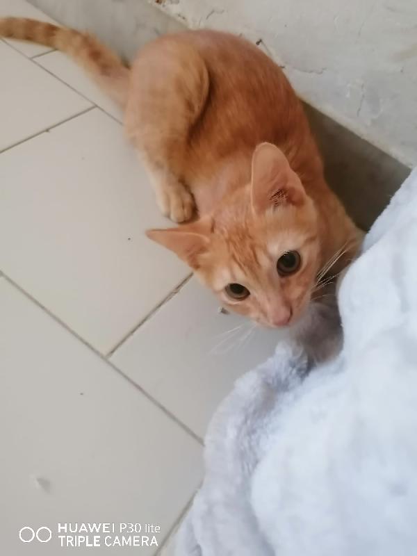 SONO ROSSO, MORBIDO E FACCIO FUSA A TEMPO PIENO. Foto 4