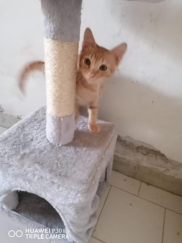 SONO ROSSO, MORBIDO E FACCIO FUSA A TEMPO PIENO. Foto 5