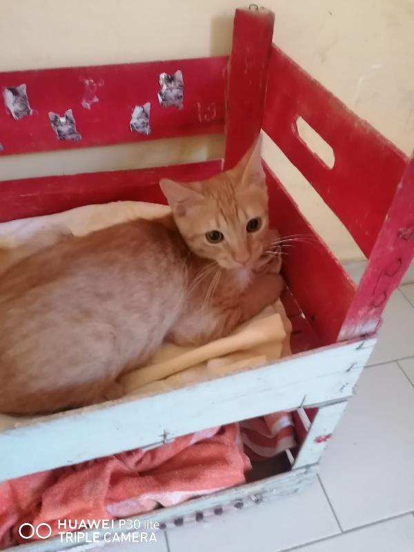 SONO ROSSO, MORBIDO E FACCIO FUSA A TEMPO PIENO. Foto 6