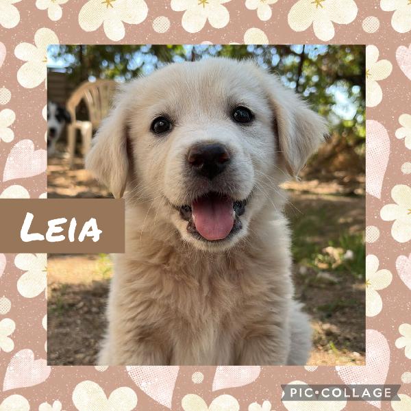 🌸🐾 Leia 🐾🌸 Tenera Cucciola In Adozione 