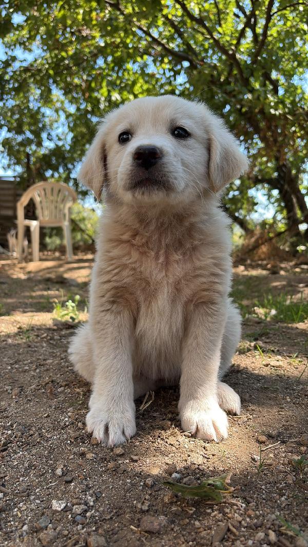 🌸🐾 leia 🐾🌸 tenera cucciola in adozione  Foto 2