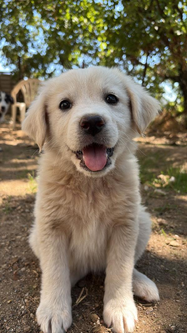 🌸🐾 leia 🐾🌸 tenera cucciola in adozione  Foto 3