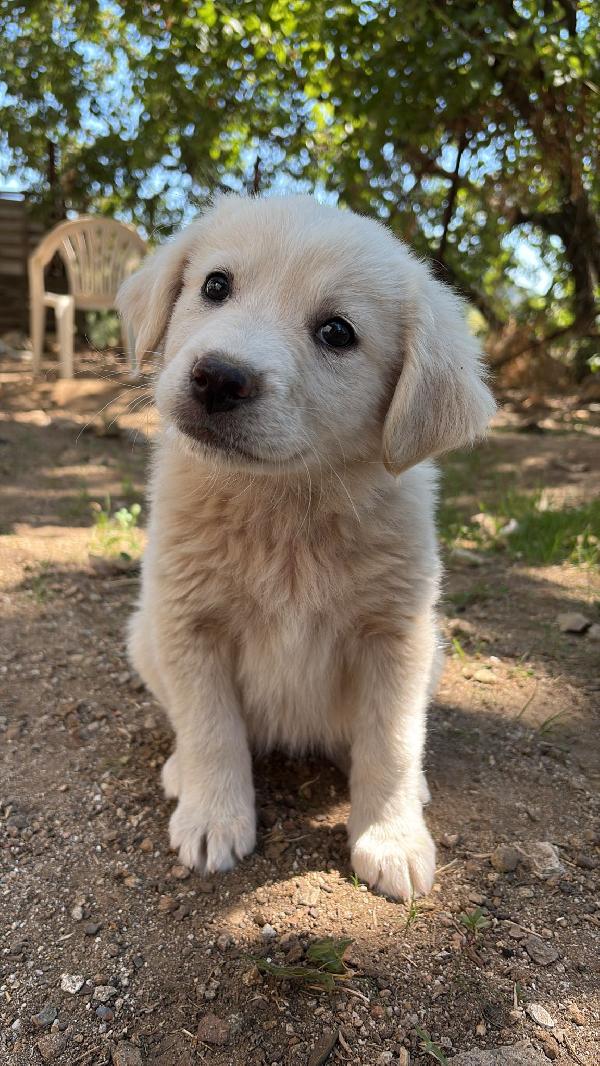 🌸🐾 leia 🐾🌸 tenera cucciola in adozione  Foto 4