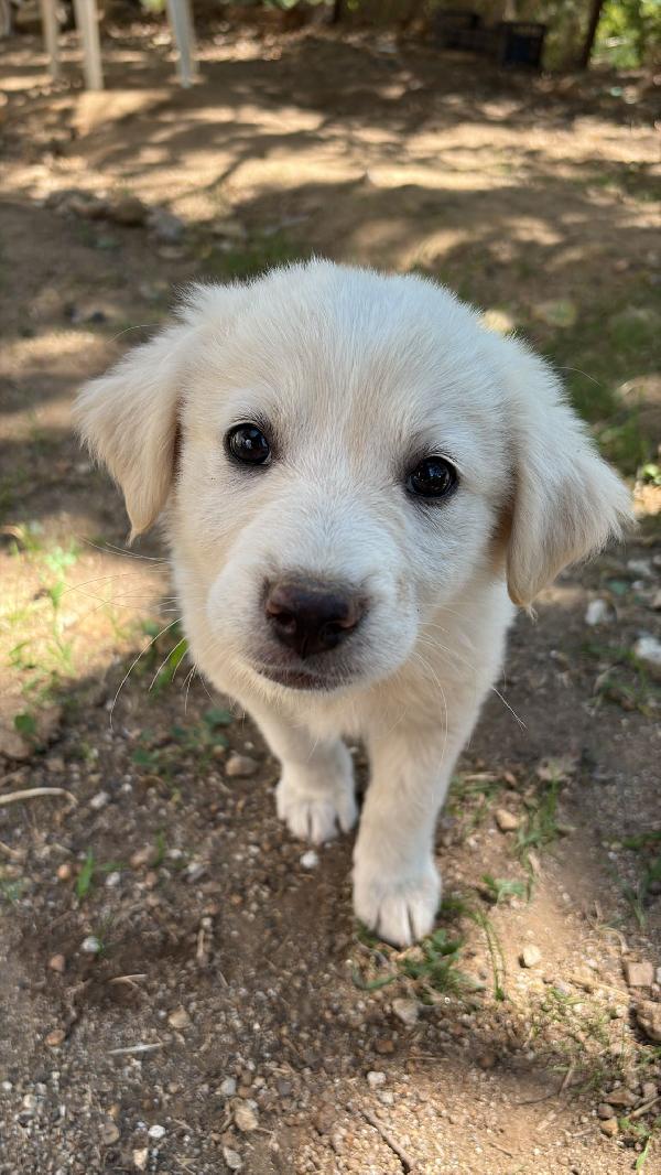 🌸🐾 leia 🐾🌸 tenera cucciola in adozione  Foto 5