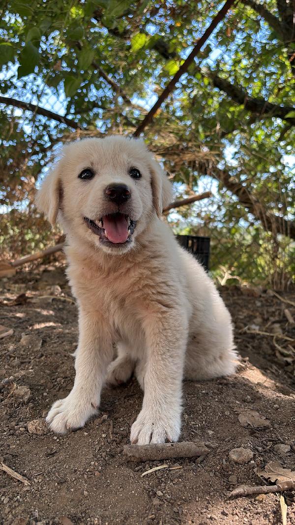 🌸🐾 leia 🐾🌸 tenera cucciola in adozione  Foto 6