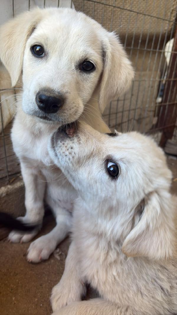 🌸🐾 leia 🐾🌸 tenera cucciola in adozione  Foto 7