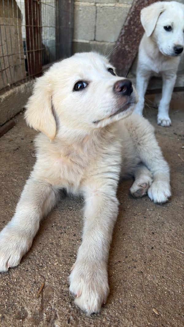 🌸🐾 leia 🐾🌸 tenera cucciola in adozione  Foto 8