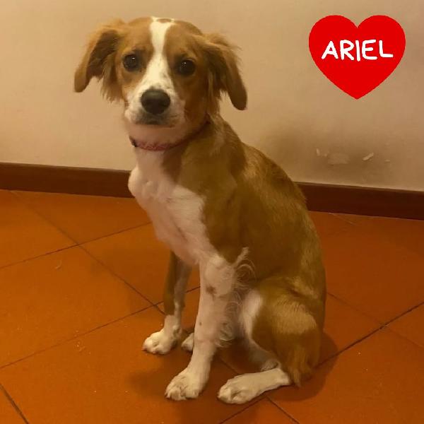 Ariel Dolce Cagnolina Mix Breton 8 Mesi Cerca Adozione 