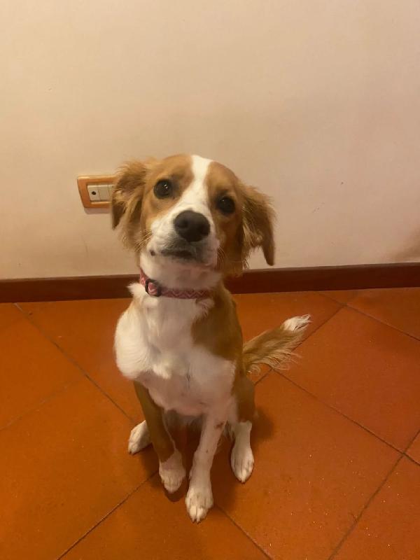 Ariel dolce cagnolina MIX BRETON 8 mesi cerca adozione  Foto 2
